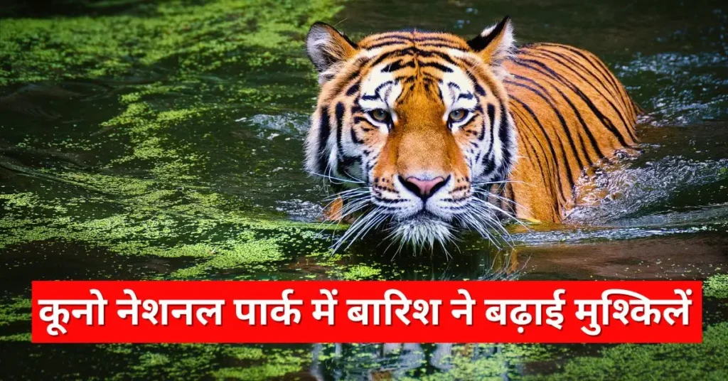 कूनो नेशनल पार्क
