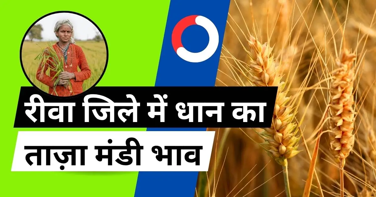 रीवा जिले में धान का ताज़ा मंडी भाव